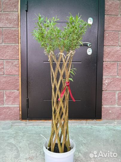 Плетеные деревья из ивы