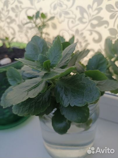 Каланхоэ розовый