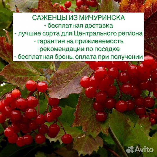 Саженцы на осень с бесплатной доставкой