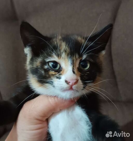 Кошки в добрые руки бесплатно