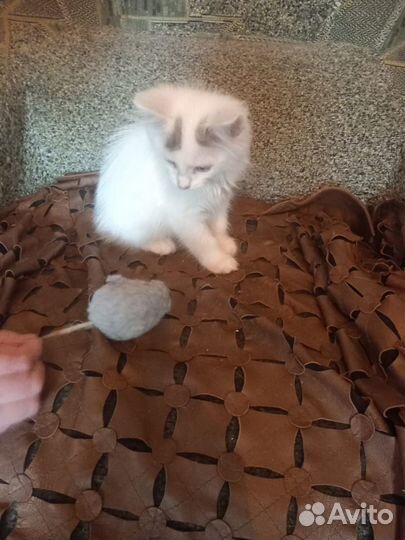 Котенок мальчик бесплатно в добрые руки