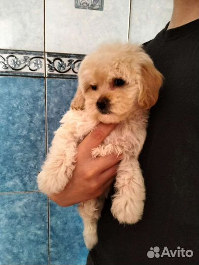 Щенки Мальтипу f1