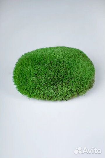 Кочка царская