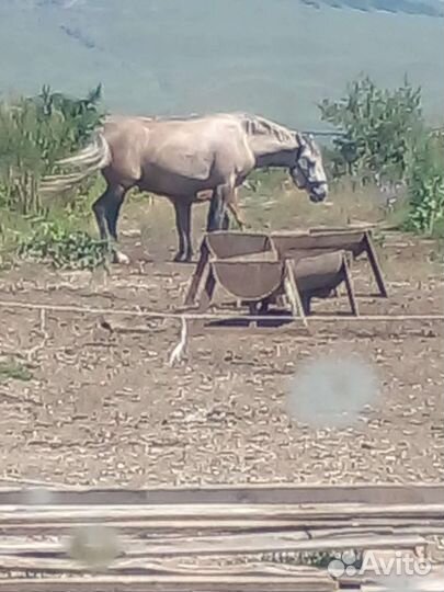 Лошадь полутяж