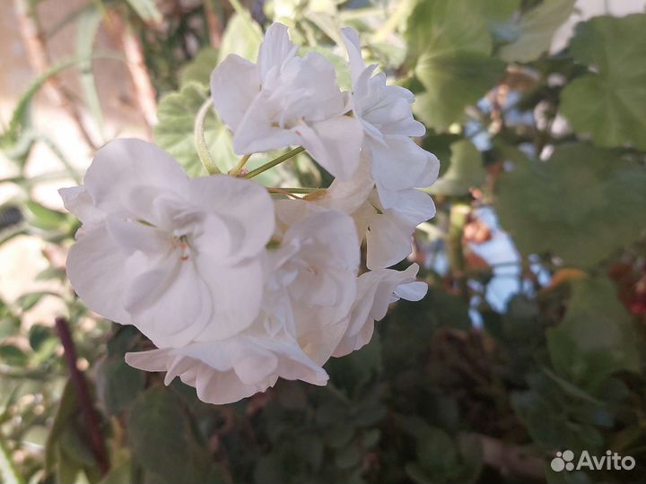 Алоэ, рождественник, герань, денежное дер., кактус