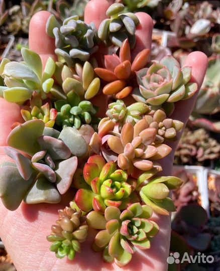 Суккуленты набором, ечеверия, кремнеседум