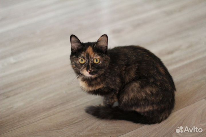 Кошки