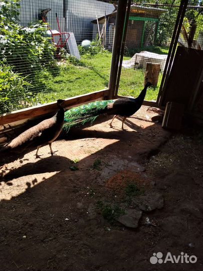 Павлины индийские. Яйца инкубационные