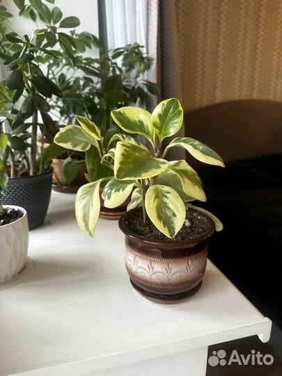 Комнатные цветы