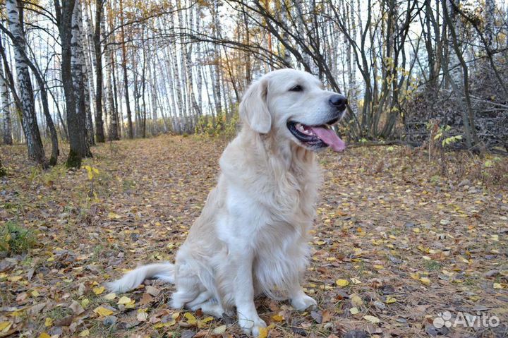 Золотистый ретривер. Вязка