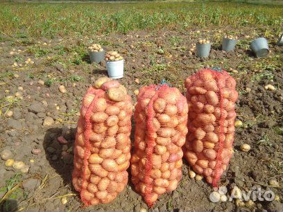 Картофель свойский с бесплатной доставкой