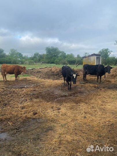 Коровы и бык