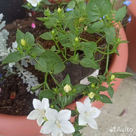 Кампанула Невеста