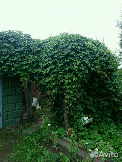 Виноград девичий