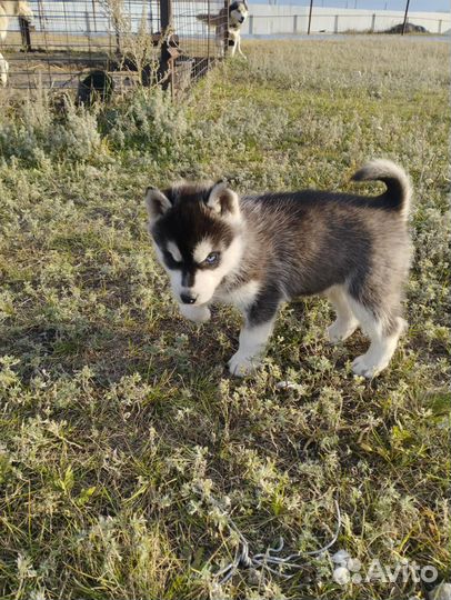 Щенки хаски