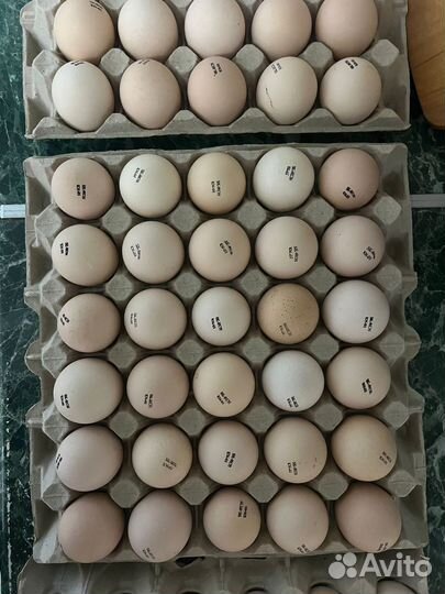 Цыпленок Бройлер,несушка,инкубационное яйцо