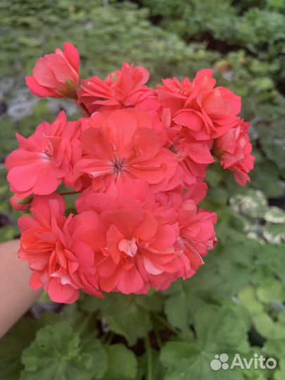 Сортовые коллекционные пеларгонии