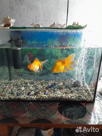 Аквариум с рыбками