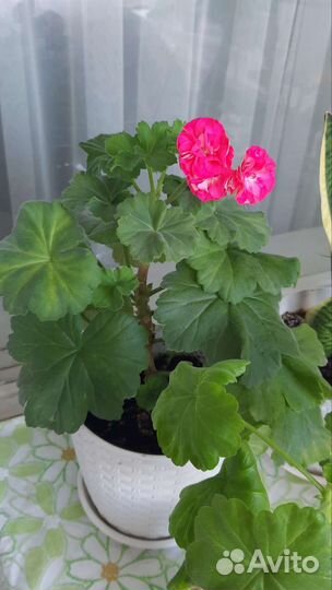 Сортовые пеларгония герань