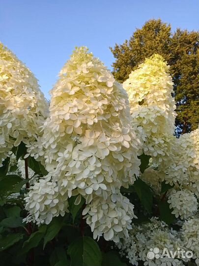 Гортензия метельчатая Фантом