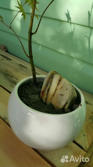 Дерево бонсай клен японский