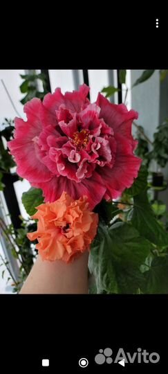 Гибискус флоридский Magnifigue