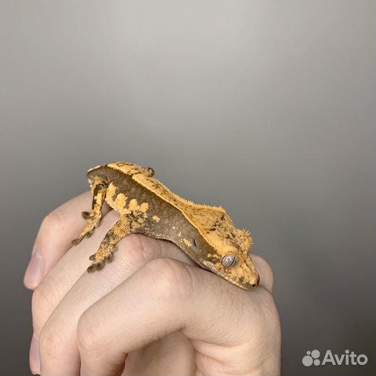 Геккон реснитчатый бананоед
