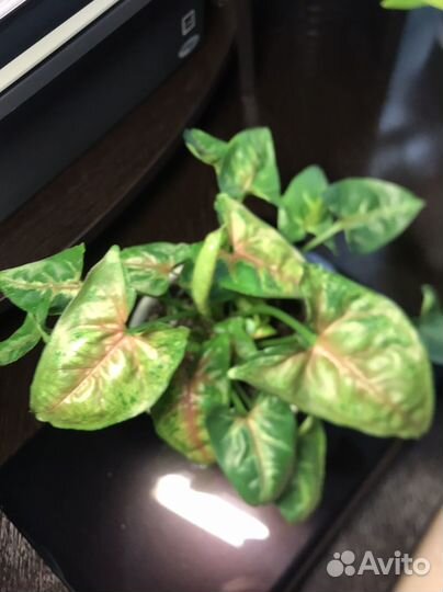 Сингониум кристмасс