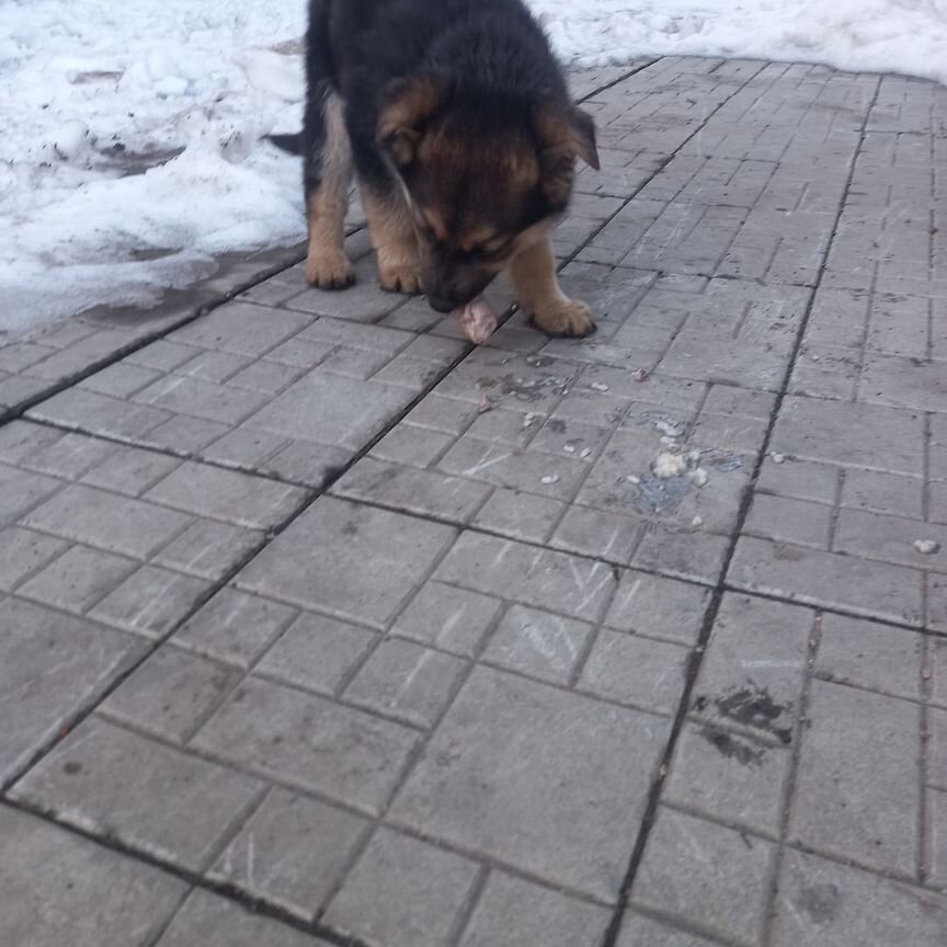 Помесь немецкой овчарки с хаски