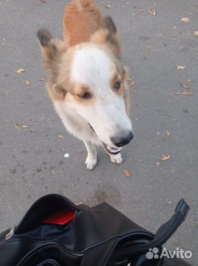 Собака 10 месяцев, попал в приют