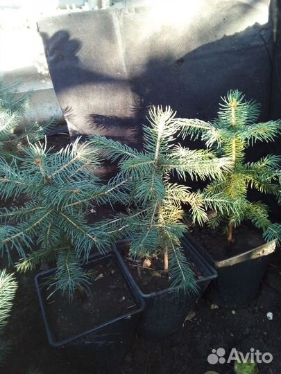 Ель колючая голубая, Ель голубая Санта фе