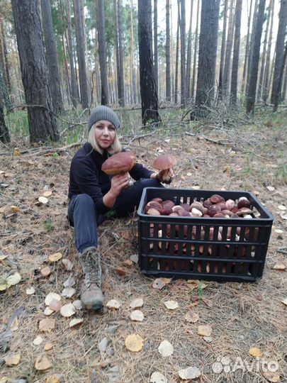 Грибы белые