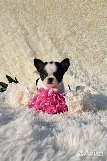 Мини эксклюзивчик