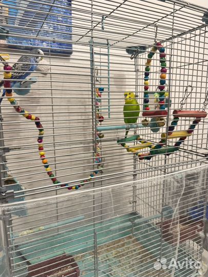 Волнистый попугай с клеткой