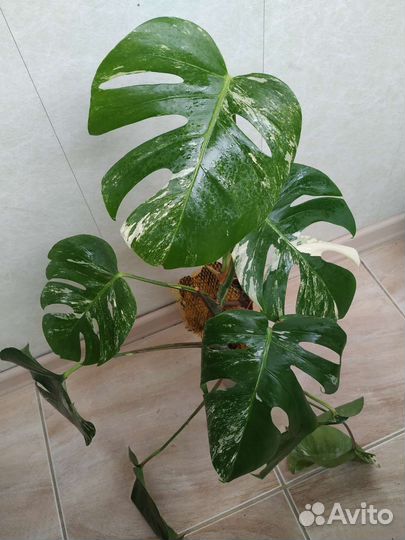 Монстера альба вариегатная