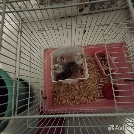 Джунгарский хомяк
