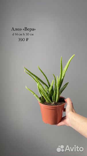 Кактусы и суккуленты