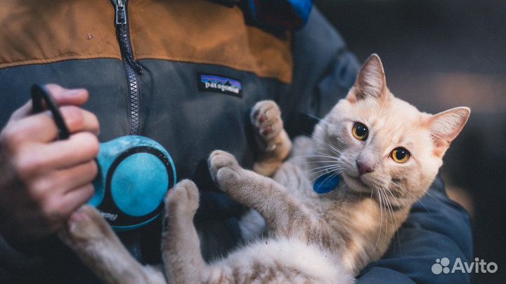 Услуги по поиску пропавших животных 