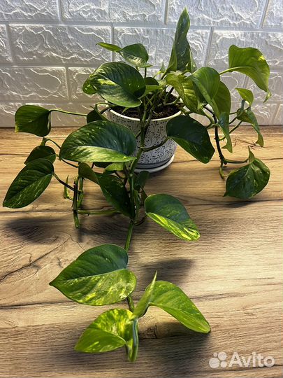 Растение Эпипремнум