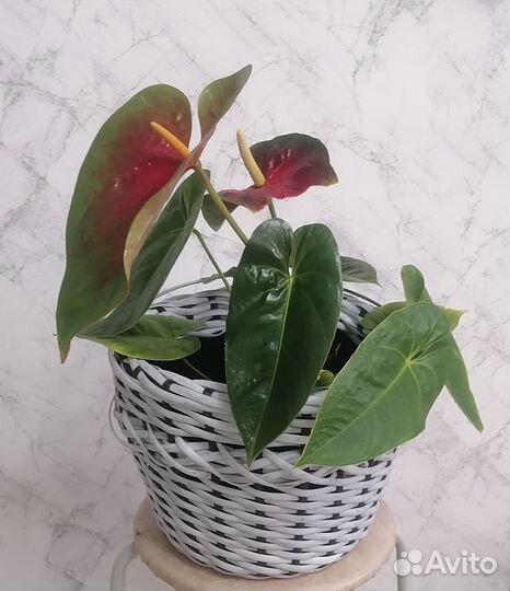 Кашпо из ротанга 12 литров