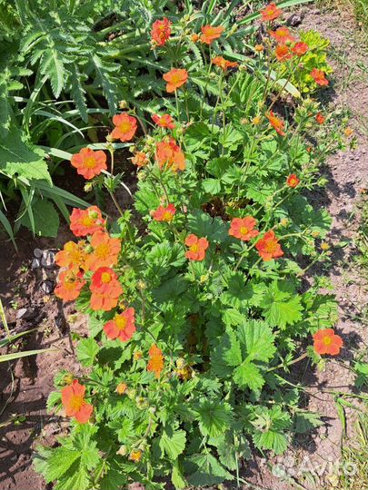 Гортензия и Гравилат