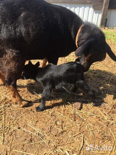 Козлик от камерунской козы