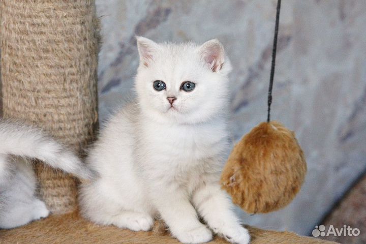 Британские котята серебристые шиншиллы