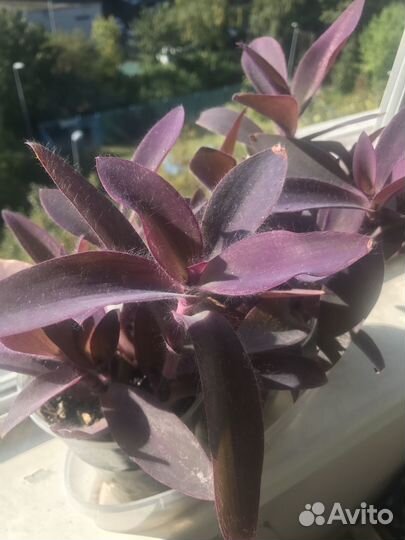 Сеткреазия пурпурная