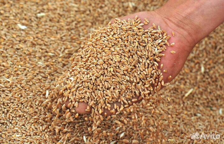 Пшеница