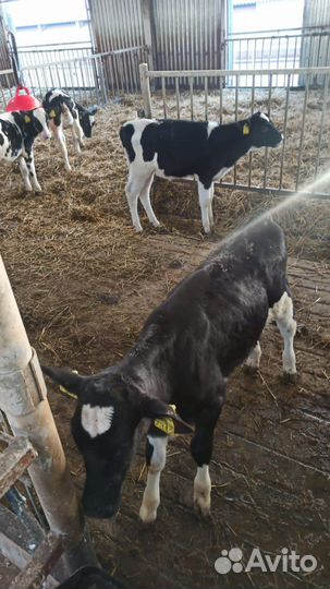 Бычки телята