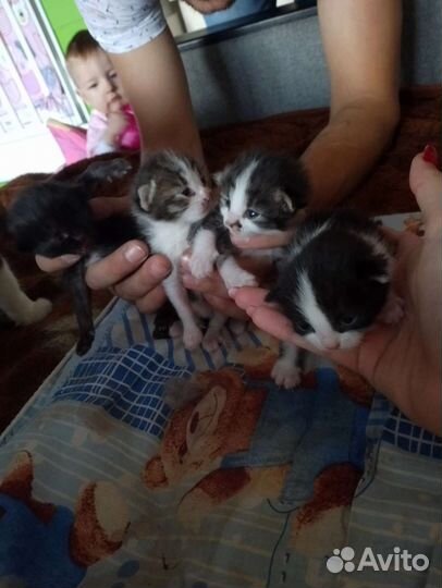 Котята в добрые руки