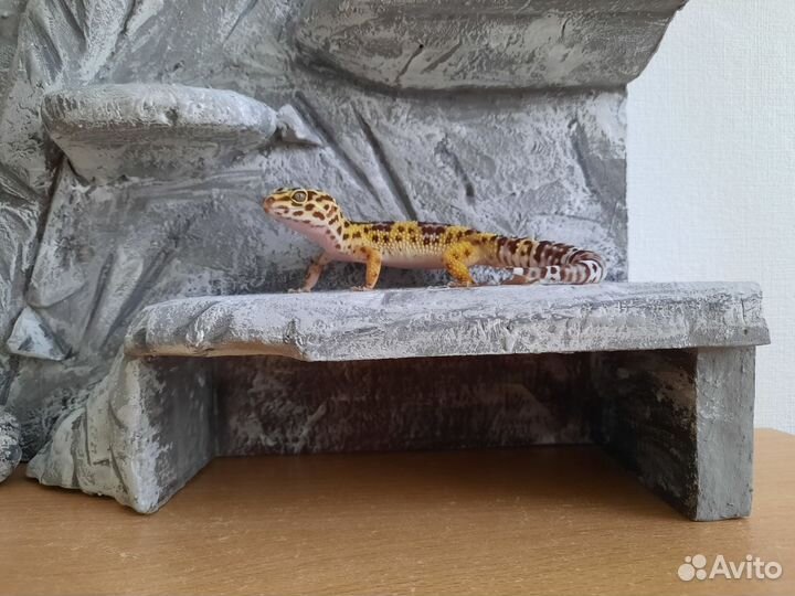 Фон для террариума + укрытие + влажная камера