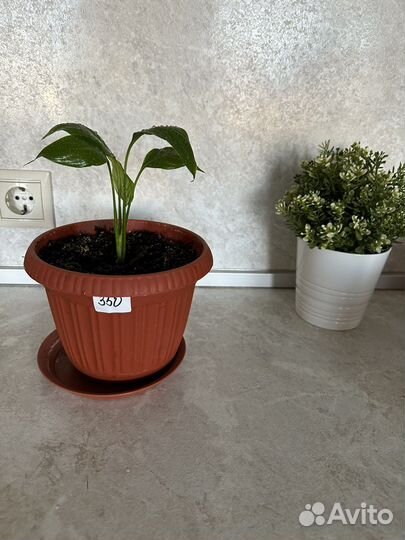 Спатифиллум