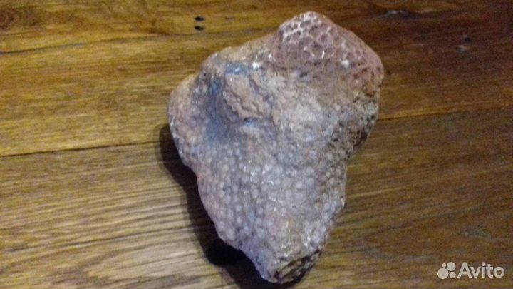 Окаменелость коралл